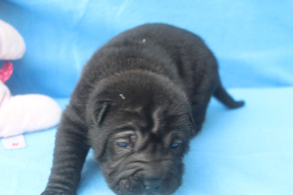 femelle noire - Shar Pei