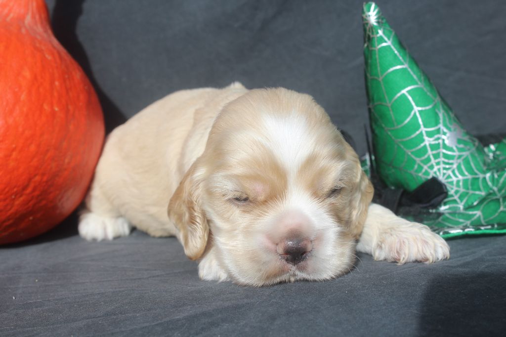 MALE BLOND - American Cocker Spaniel