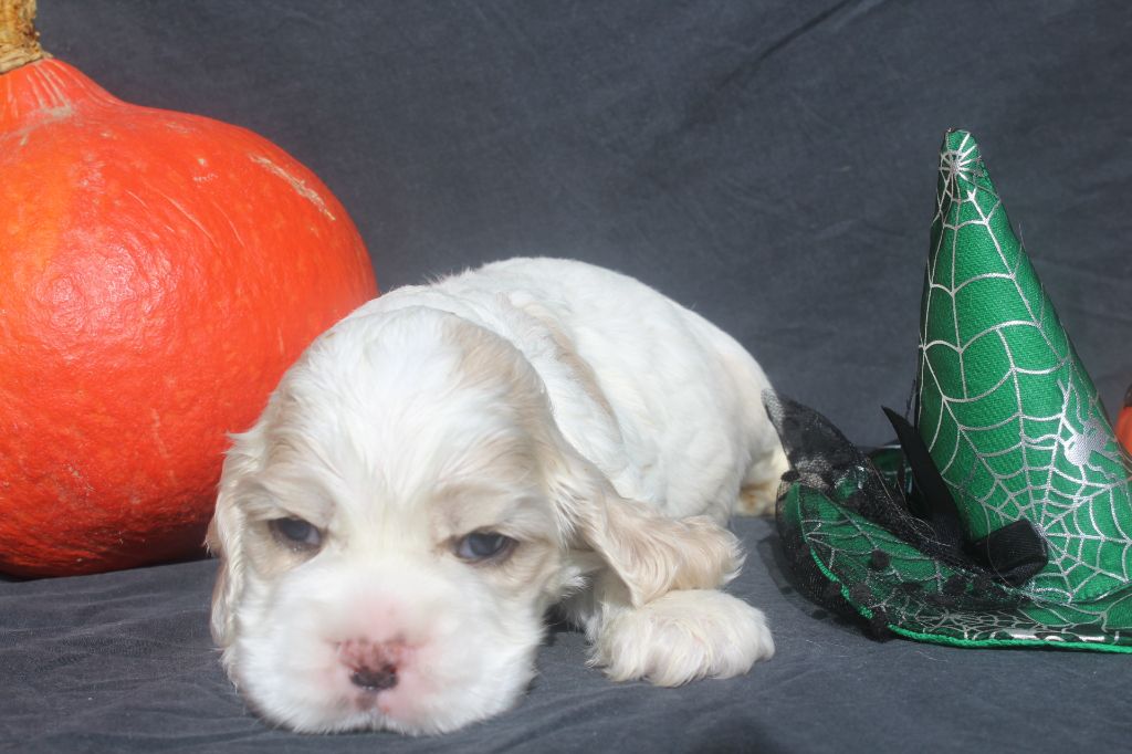 male blanc et fauve - American Cocker Spaniel