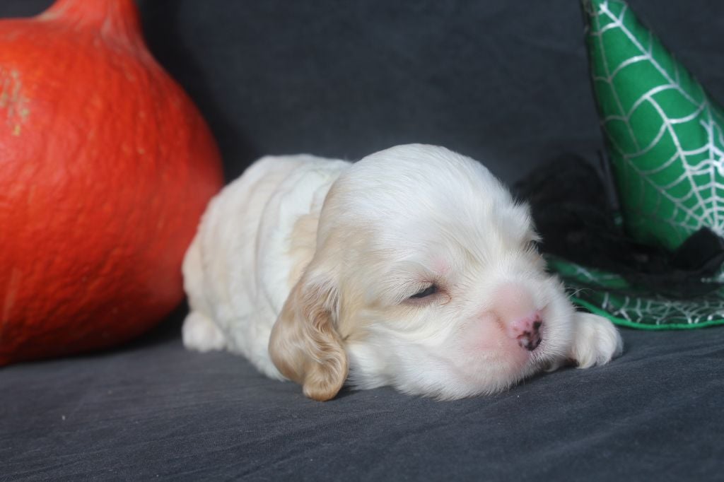 male blanc et fauve - American Cocker Spaniel