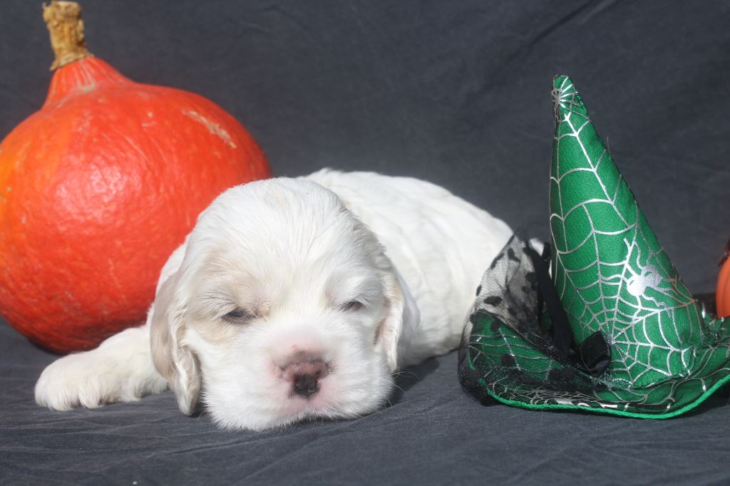 MALE BLANC ET FAUVE - American Cocker Spaniel