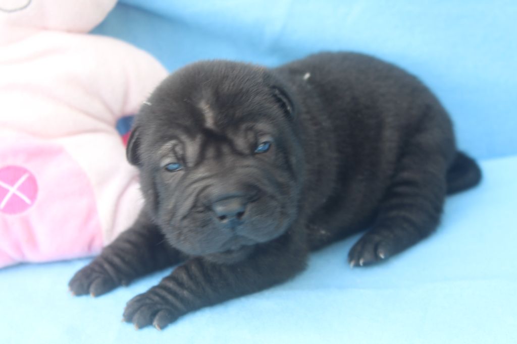 femelle noire - Shar Pei