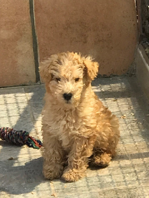 Les chiots de Lakeland Terrier