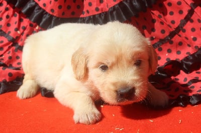 Les chiots de Golden Retriever