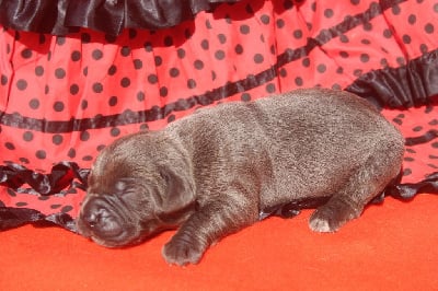 Les chiots de Cane Corso