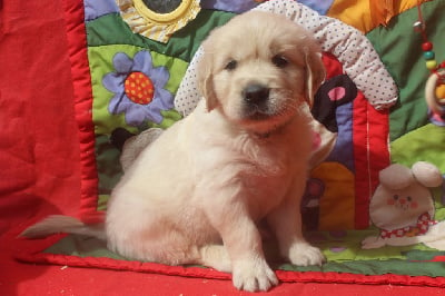 Les chiots de Golden Retriever