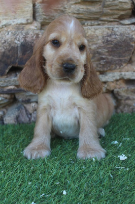 Les chiots de Cocker Spaniel Anglais