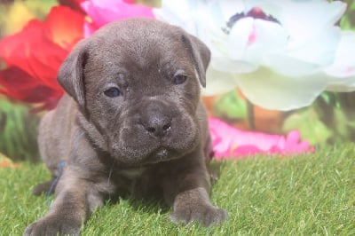 male gris bringé (collier bleu) - Cane Corso