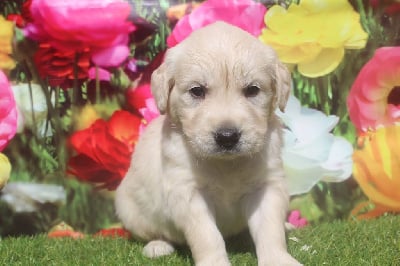 male (collier orange) - Golden Retriever