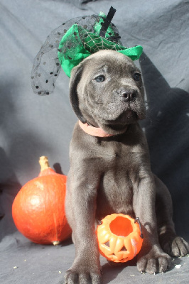 Les chiots de Cane Corso