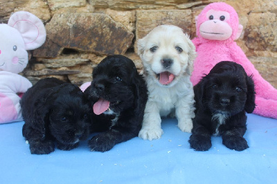 Les chiots de American Cocker Spaniel