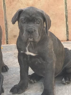 Les chiots de Cane Corso