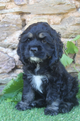 Les chiots de American Cocker Spaniel