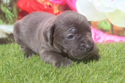 femelle gris bleu (sans collier) - Cane Corso