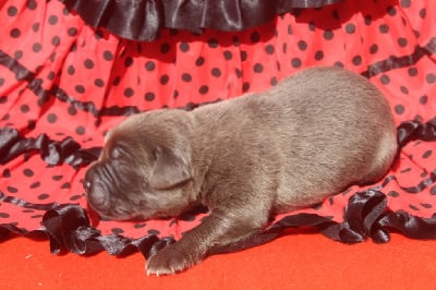 Les chiots de Cane Corso