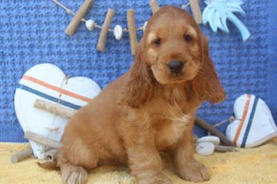 Les chiots de Cocker Spaniel Anglais