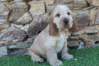 Les chiots de Cocker Spaniel Anglais