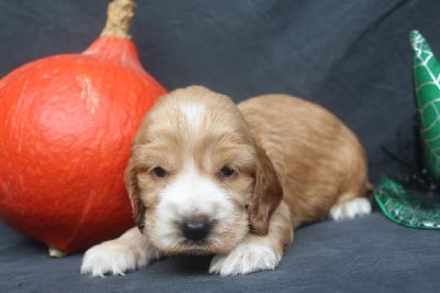 Les chiots de Cocker Spaniel Anglais