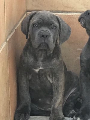 Les chiots de Cane Corso