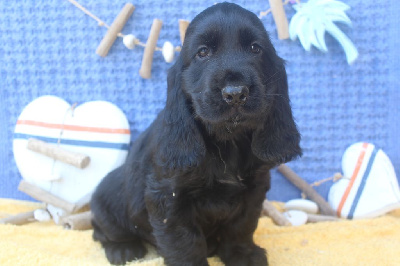 Les chiots de Cocker Spaniel Anglais