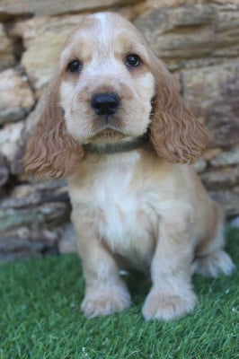 Les chiots de Cocker Spaniel Anglais