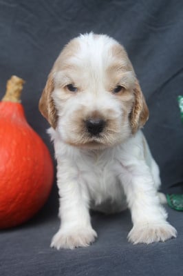 male blanc et fauve - Cocker Spaniel Anglais