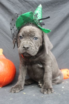 Les chiots de Cane Corso