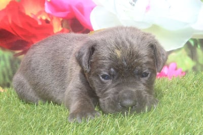 male gris bringé (collier jaune) - Cane Corso