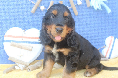 Les chiots de Cocker Spaniel Anglais