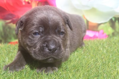 male gris bleu (collier noir) - Cane Corso