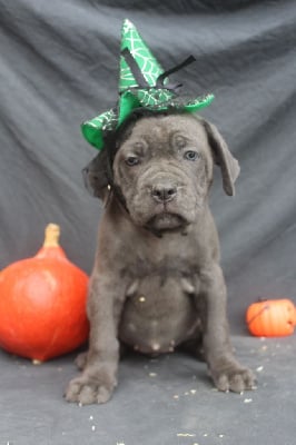 Les chiots de Cane Corso