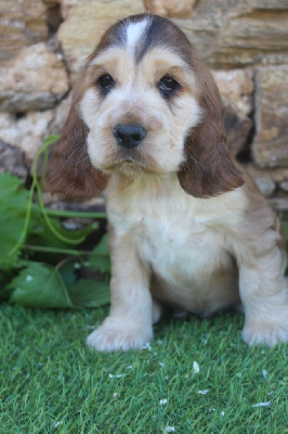 Les chiots de Cocker Spaniel Anglais