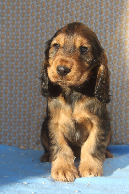 Les chiots de Cocker Spaniel Anglais