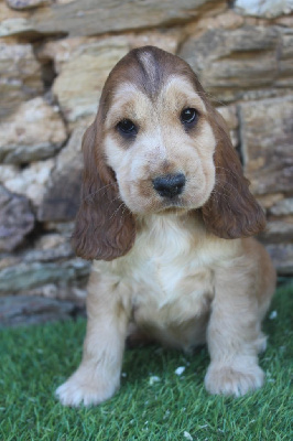 Les chiots de Cocker Spaniel Anglais