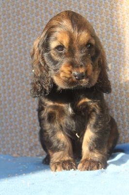 Les chiots de Cocker Spaniel Anglais