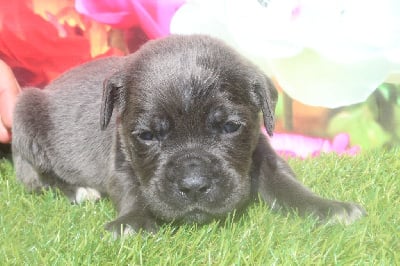 femelle gris bringé (collier violet) - Cane Corso