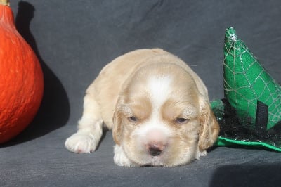 MALE BLOND - American Cocker Spaniel