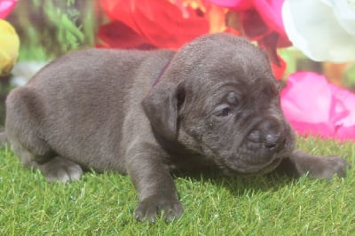 male gris bringé (collier violet) - Cane Corso