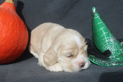 MALE BLOND - American Cocker Spaniel