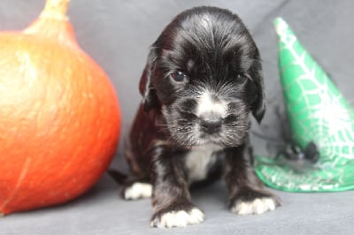 femelle noire et feu - Cocker Spaniel Anglais