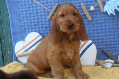 Les chiots de Cocker Spaniel Anglais