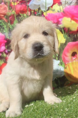 Les chiots de Golden Retriever