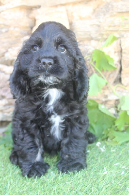 victoria femelle noir et feu - American Cocker Spaniel