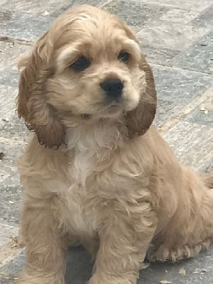 Les chiots de American Cocker Spaniel