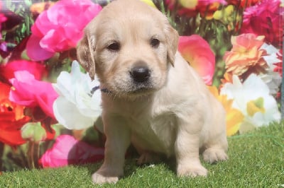 male (collier bleu) - Golden Retriever