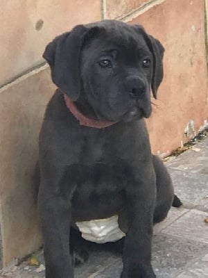 Les chiots de Cane Corso