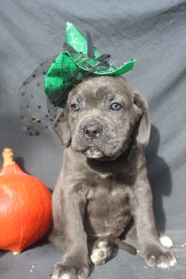 Les chiots de Cane Corso