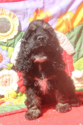 Les chiots de American Cocker Spaniel