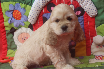 Les chiots de American Cocker Spaniel