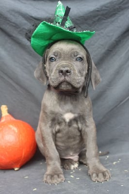 Les chiots de Cane Corso